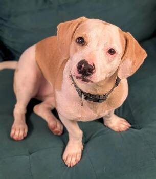 HONEY -  Dachshund and Mixed Breed Dog for Adoption in Fort Lauderdale, Florida - HONEY | PetCurious