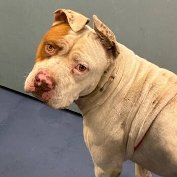 Mr. Peanut -  American Bulldog and Pit Bull Terrier Dog for Adoption in Greensboro, North Carolina - Mr. Peanut | PetCurious