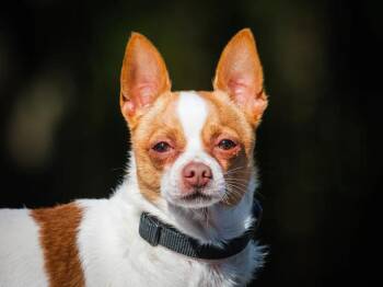 Baxter -  Chihuahua Dog for Adoption in Pointe-fortune, Quebec - Baxter | PetCurious