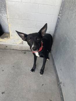 CORAL -  Terrier and Mixed Breed Dog for Adoption in Stockton, California - CORAL | PetCurious