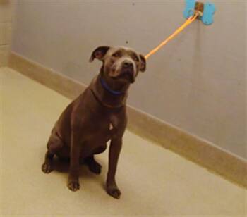 Rescue Cane Corso and Pit Bull Terrier Dogs for Adoption in Las Vegas, Nevada - BANE | PetCurious