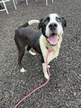 Rescue Great Dane Dogs for Adoption in Charlotte, North Carolina - Bruno | PetCurious