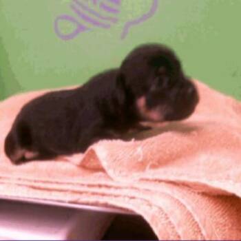 Chihuahua Dogs Available for Adoption - Gunther | PetCurious