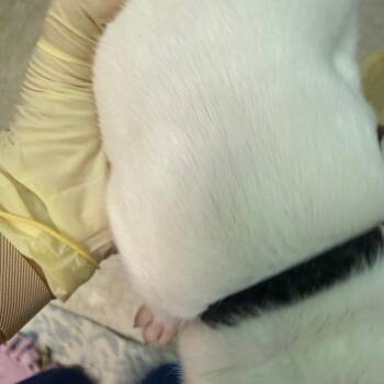 Carnation pup 4 -  Pit Bull Terrier Dog for Adoption in Austin, Texas - Carnation Pup 4 | PetCurious