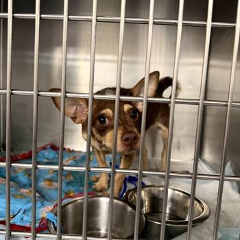 Terrier Dogs Available for Adoption in Northbrook, Illinois - Lovely Girl | PetCurious
