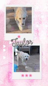 Rescue Great Pyrenees and Border Collie Dogs for Adoption in Waldwick, New Jersey - Taylor | PetCurious