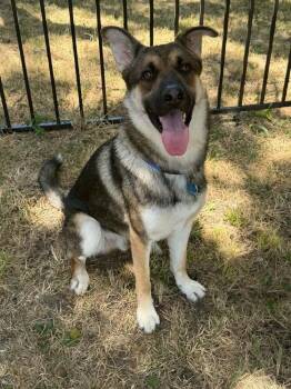 26-086 Briareos -  German Shepherd Dog Dog for Adoption in Richardson, Texas - 26-086 Briareos | PetCurious