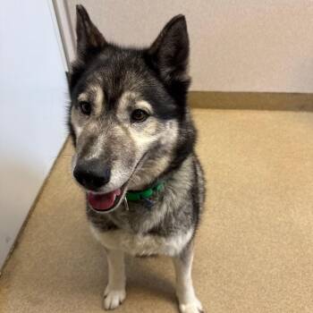 Kiya -  Siberian Husky Dog for Adoption in Naperville, Illinois - Kiya | PetCurious