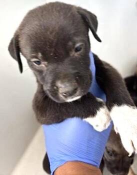 A659236 -  Labrador Retriever Dog for Adoption in Houston, Texas - A659236 | PetCurious