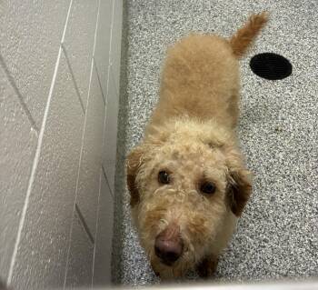 26-404 -  Standard Poodle and Mixed Breed Dog for Adoption in Barnesville, Georgia - 26-404 | PetCurious