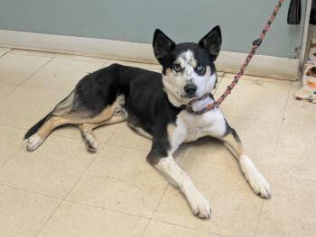 TJ -  Husky and Australian Shepherd Dog for Adoption in Fall River, Massachusetts - TJ | PetCurious