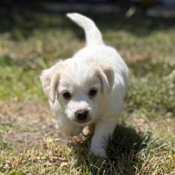 Buzz -  Maltese and Terrier Dog Available for Adoption in Torrance, California - Buzz | PetCurious
