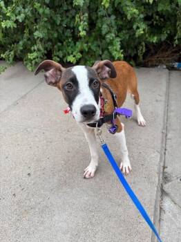 Jeeves -  Mixed Breed Dog for Adoption in Fort Collins, Colorado - Jeeves | PetCurious