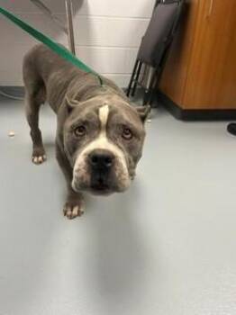 BRUNO -  Pit Bull Terrier Dog for Adoption in St. Cloud, Florida - BRUNO | PetCurious
