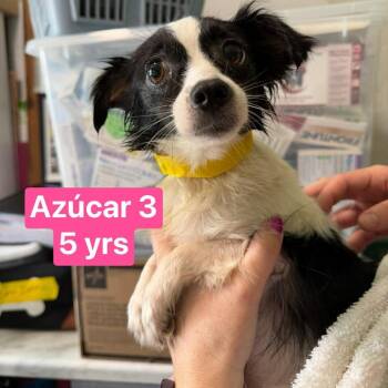 Chihuahua Dogs Available for Adoption in Tampa, Florida - Azucar 3 | PetCurious