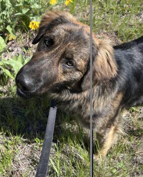 Golden Retriever and Shepherd Dogs Available for Adoption in Libby, Montana - Teddy | PetCurious