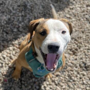 Rescue Labrador Retriever Dogs for Adoption in Columbia, South Carolina - Krueger | PetCurious