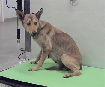 German Shepherd Dog and Mixed Breed Dogs Available for Adoption in Houston, Texas - ROSIE | PetCurious