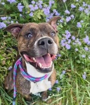 Rescue Pit Bull Terrier and Boxer Dogs for Adoption in Lebanon, Tennessee - Carver | PetCurious