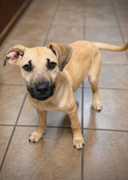 Staffordshire Bull Terrier Dogs Available for Adoption in Princeton, Massachusetts - Bellamy | PetCurious