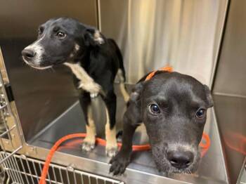 STEPHANIE -  Pit Bull Terrier and Mixed Breed Dog for Adoption in Tustin, California - STEPHANIE | PetCurious