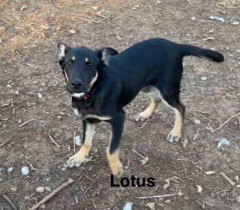 Rescue German Shepherd Dog Dogs for Adoption in Topeka, Kansas - Lotus | PetCurious