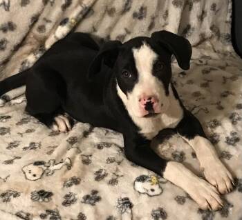 Elton -  Border Collie Dog for Adoption in Honeoye Falls, New York - Elton | PetCurious