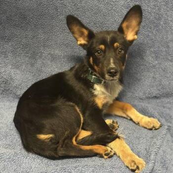 Lance -  Australian Cattle Dog Blue Heeler Dog for Adoption in Red Bluff, California - Lance | PetCurious