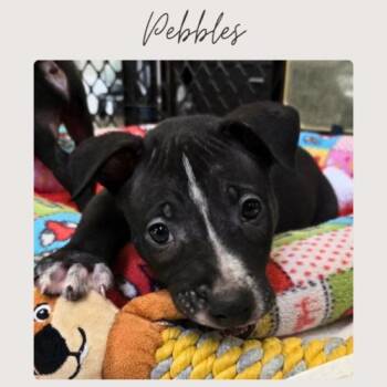 PEBBLES -  Bull Terrier and Mixed Breed Dog for Adoption in San Juan Capistrano, California - PEBBLES | PetCurious