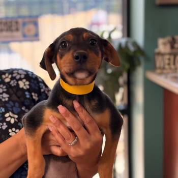 Mena -  Hound Dog for Adoption in Columbus, Georgia - Mena | PetCurious