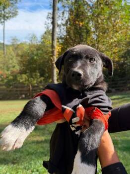 Georgia : Tucker -  Shepherd and Labrador Retriever Dog for Adoption in Aurora, Indiana - Georgia : Tucker | PetCurious