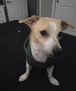 Chihuahua Dogs Available for Adoption in Denver, Colorado - Maverick #7 | PetCurious