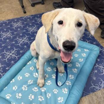 Biscuit -  Labrador Retriever and Great Pyrenees Dog for Adoption in Sunnyvale, Texas - Biscuit | PetCurious