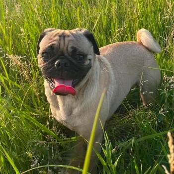 Joey -  Pug Dog for Adoption in Grand Island, Nebraska - Joey | PetCurious
