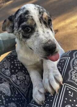 Rescue Australian Cattle Dog Blue Heeler and Cattle Dog Dogs for Adoption in Wilkesboro, North Carolina - Macaroni | PetCurious