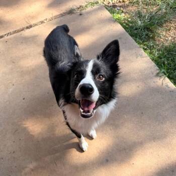 Rockie -  Border Collie Dog for Adoption in The Woodlands, Texas - Rockie | PetCurious