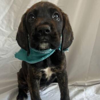 Mona Stangley -  Mixed Breed Dog for Adoption in Canal Winchester, Ohio - Mona Stangley | PetCurious