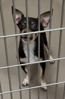 Diamond -  Chihuahua and Dachshund Dog for Adoption in Christiansburg, Virginia - Diamond | PetCurious