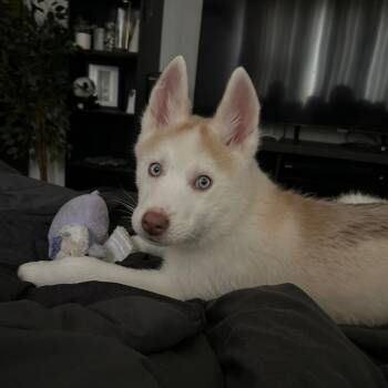 Idun -  Mixed Breed Dog for Adoption in Mentor, Ohio - Idun | PetCurious