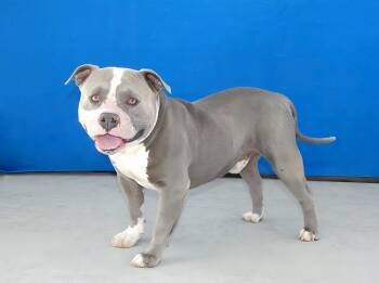 MELVIS -  American Bulldog and Pit Bull Terrier Dog for Adoption in Pasadena, California - MELVIS | PetCurious