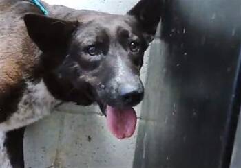 Australian Cattle Dog Blue Heeler Dogs Available for Adoption in Tulsa, Oklahoma - FRANNY | PetCurious