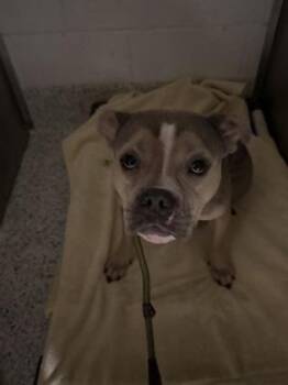 Fester -  Mixed Breed Dog for Adoption in Atlanta, Georgia - Fester | PetCurious