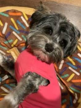 Havanese and Mixed Breed Dogs Available for Adoption in Wichita, Kansas - Callie | PetCurious
