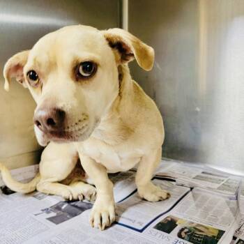 Little Legs Nelson RDS -  Dachshund and Basset Hound Dog for Adoption in Rockaway, New Jersey - Little Legs Nelson RDS | PetCurious