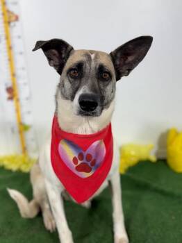 Misty-One of our Amazing Rescue Dogs -  Greyhound and Labrador Retriever Dog for Adoption in Carlsbad, California - Misty-One Of Our Amazing Rescue Dogs | PetCurious