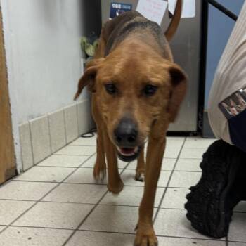 Jamie AKA Doughy -  Mixed Breed Dog for Adoption in Charleston, West Virginia - Jamie AKA Doughy | PetCurious