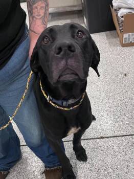 Kane -  Great Dane and Mixed Breed Dog for Adoption in Auburn, Indiana - Kane | PetCurious