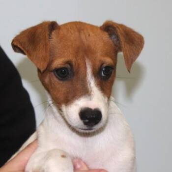 Mustard -  Chihuahua and Dachshund Dog for Adoption in Elk Grove Village, Illinois - Mustard | PetCurious