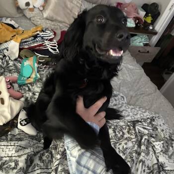 Gunnar (Courtesy Post) -  Boykin Spaniel Dog for Adoption in Statesboro, Georgia - Gunnar (Courtesy Post) | PetCurious