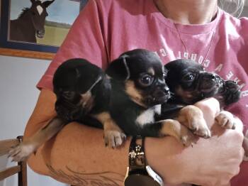 Rescue Chihuahua and Pug Dogs for Adoption in Decatur, Indiana - Zelle | PetCurious